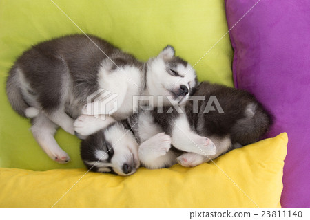 Cute Two siberian husky puppies sleeping in the be 23811140