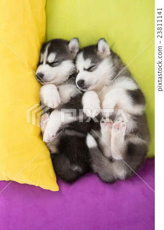 Cute Two siberian husky puppies sleeping in the be 23811141