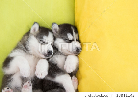 Cute Two siberian husky puppies sleeping in the be 23811142