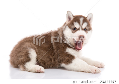 siberian husky puppy lying and looking background 23811157