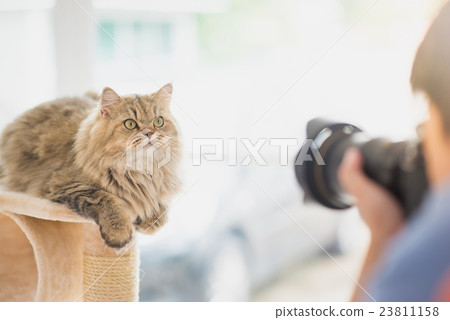 photographer taking a photo of persian cat photographer taking a photo of persian cat 23811158