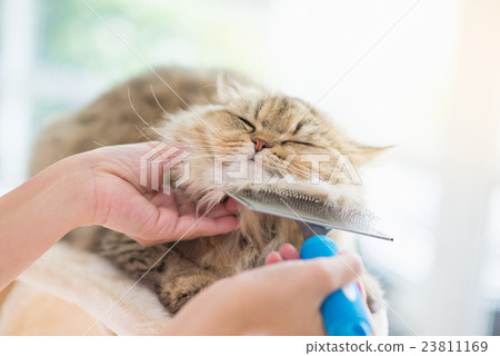 brush for persian cat