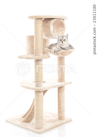 Cute cat lying on cat tower 23811180