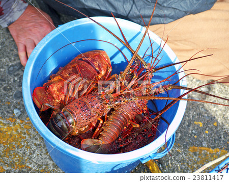 Late egress and semi shrimp 23811417