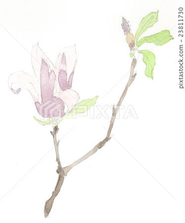 Magnolias 1 Magnolias 1 23811730