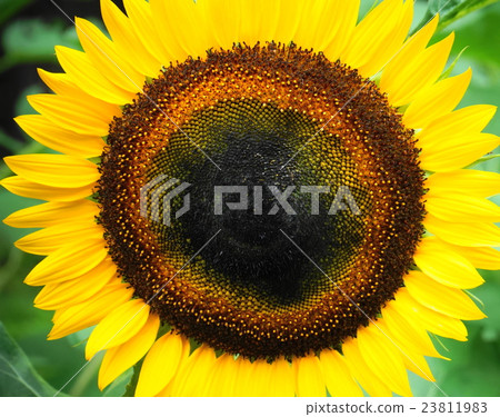 Sunflower Up Sunflower Up 23811983