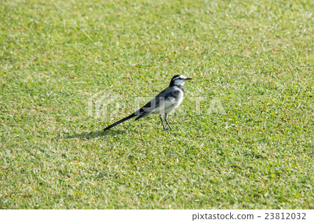 Sekirei on the lawn 23812032
