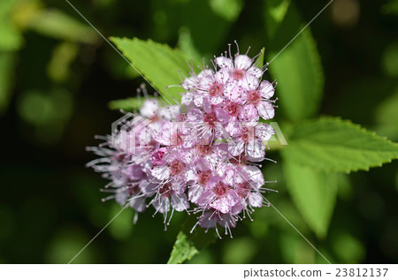 Shimotsuke (Shimono) 23812137