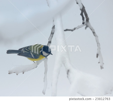 great tit on tree brunch 23812763