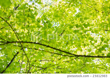 Bloom blur material 23812983