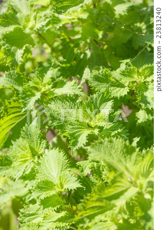 Blue leopard leaves Blue leopard leaves 23813240