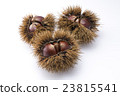 Chestnut  23815541