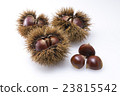 Chestnut  23815542