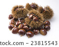 Chestnut  23815543