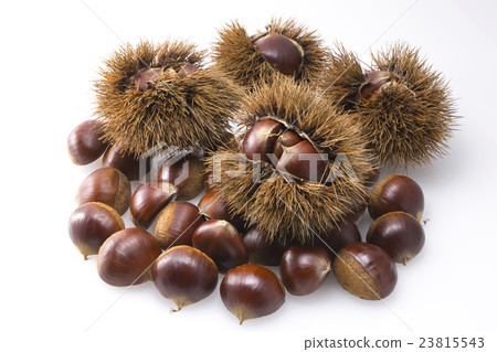 Chestnut Chestnut 23815543