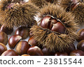 Chestnut  23815544