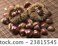 Chestnut  23815545