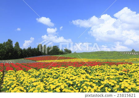 Flower field in Kamifurano-cho Hokkaido 23815621