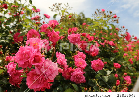 Rose (rose) Rose (rose) 23815645