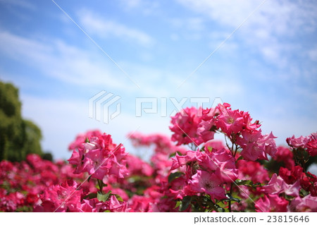 Rose (rose) Rose (rose) 23815646