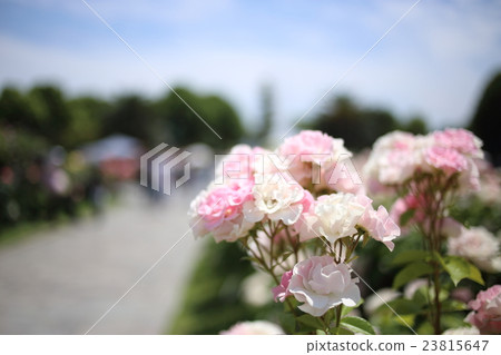 Rose (rose) 23815647