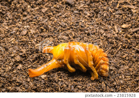 Pupa of male beetle Pupa of male beetle 23815928