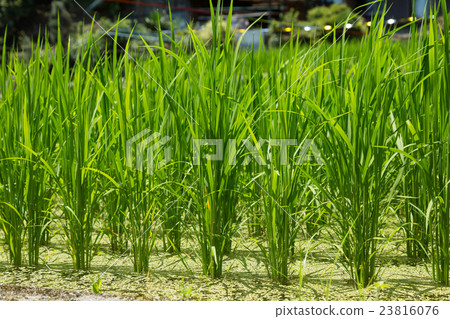 Rice paddy rice agriculture image 23816076