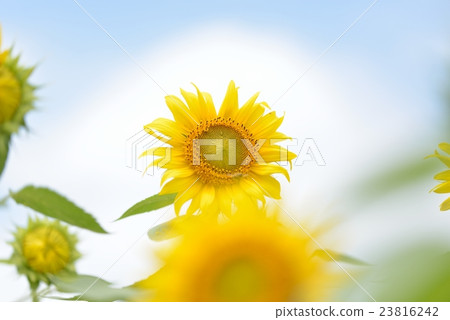 sunflower	 23816242