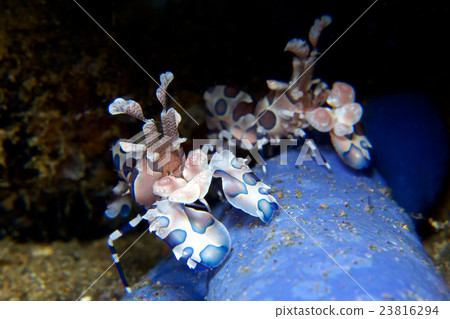 對馬devea 對馬devea 23816294