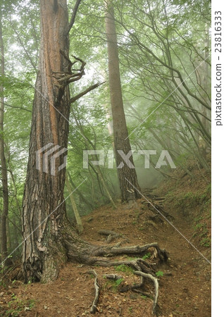 Pine red pine forest in the fog 23816333