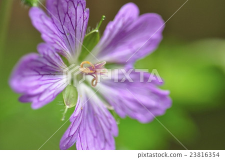 Kai furo Kai furo 23816354