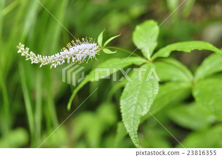 Affiliation Affiliation 23816355