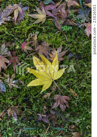 Japanese maple leave in autumn Japanese maple leave in autumn 23816501