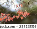 Japanese Maple leaves in autumn 23816554