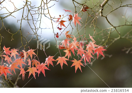 Japanese Maple leaves in autumn Japanese Maple leaves in autumn 23816554