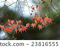 Japanese Maple leaves in autumn 23816555