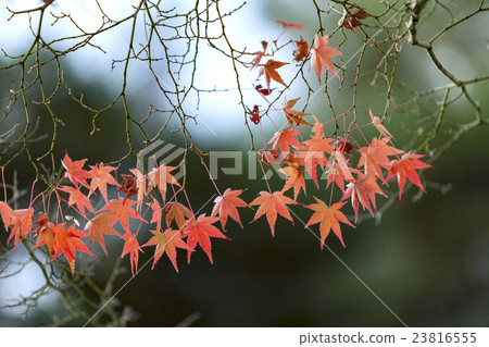 Japanese Maple leaves in autumn 23816555