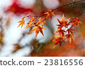 Japanese Maple leaves in autumn 23816556