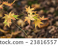 Japanese Maple leaves in autumn 23816557