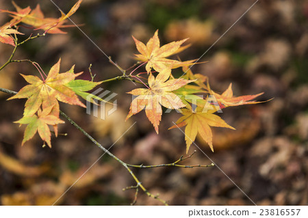Japanese Maple leaves in autumn Japanese Maple leaves in autumn 23816557