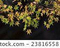 Japanese Maple leaves in autumn 23816558