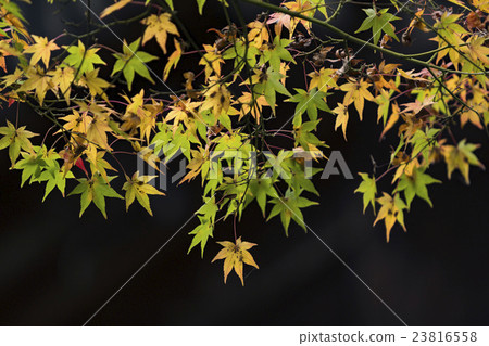 Japanese Maple leaves in autumn Japanese Maple leaves in autumn 23816558