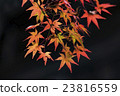 Japanese Maple leaves in autumn 23816559