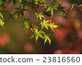 Japanese Maple leaves in autumn 23816560
