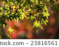 Japanese Maple leaves in autumn 23816561