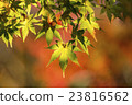 Japanese Maple leaves in autumn 23816562