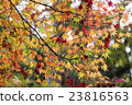 Japanese Maple leaves in autumn 23816563