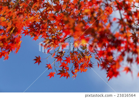 Japanese Maple leaves in autumn 23816564