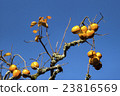 Japanese plum (Prunus salicina) tree 23816569