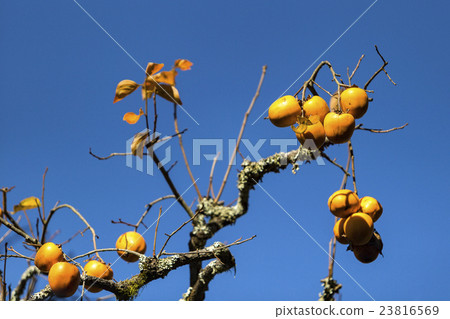 Japanese plum (Prunus salicina) tree 23816569